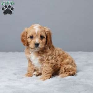 Mike, Cavapoo Puppy